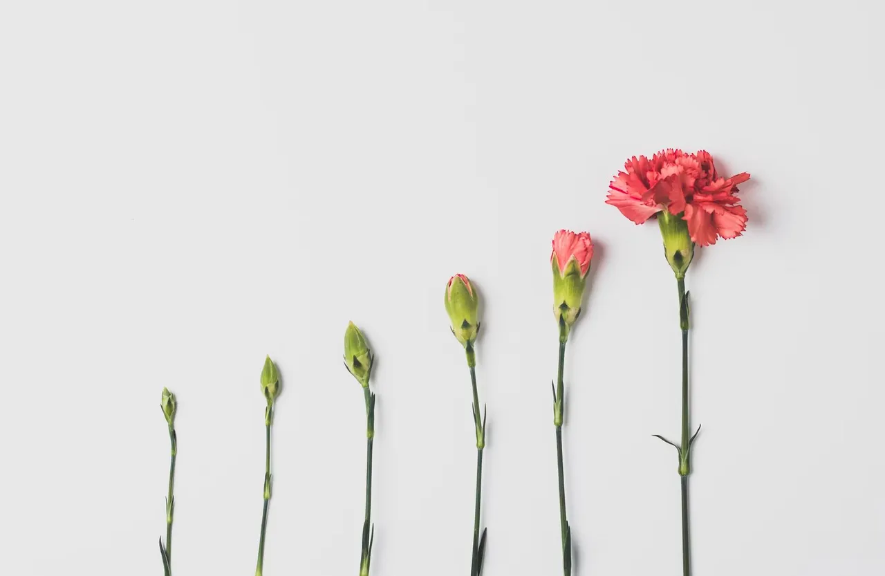 Carnations arranged from bud to full bloom, representing a security program that grows and adapts as the business changes