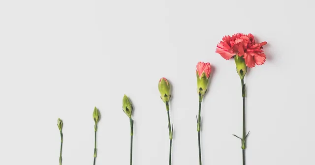 Carnations arranged from bud to full bloom, representing a security program that grows and adapts as the business changes